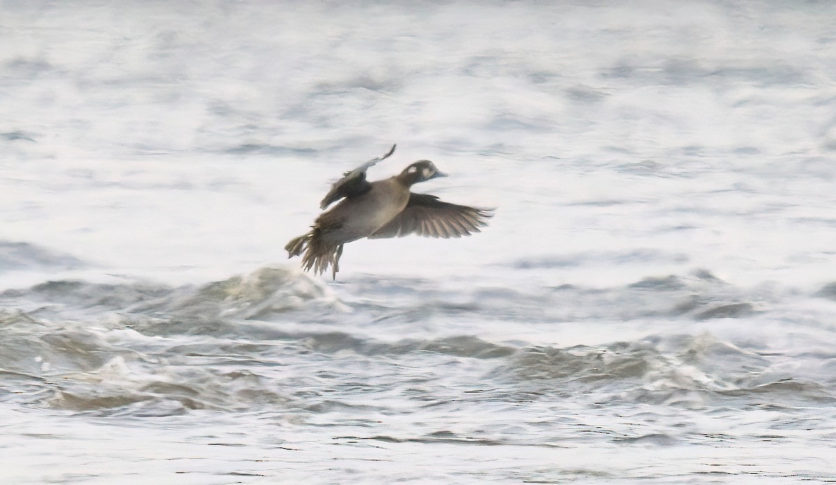 Harlequin Duck - ML610581342