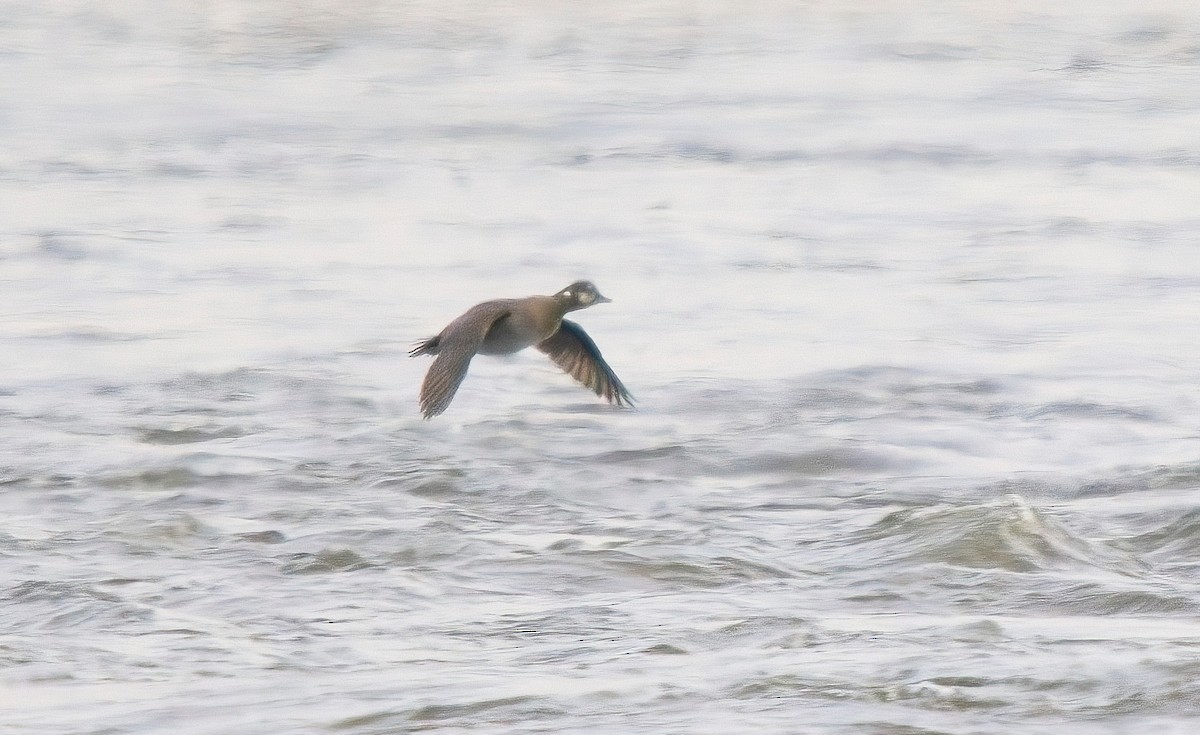 Harlequin Duck - ML610581343