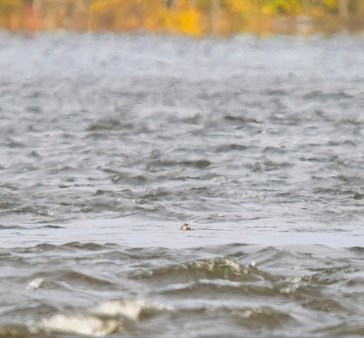 Harlequin Duck - ML610581344