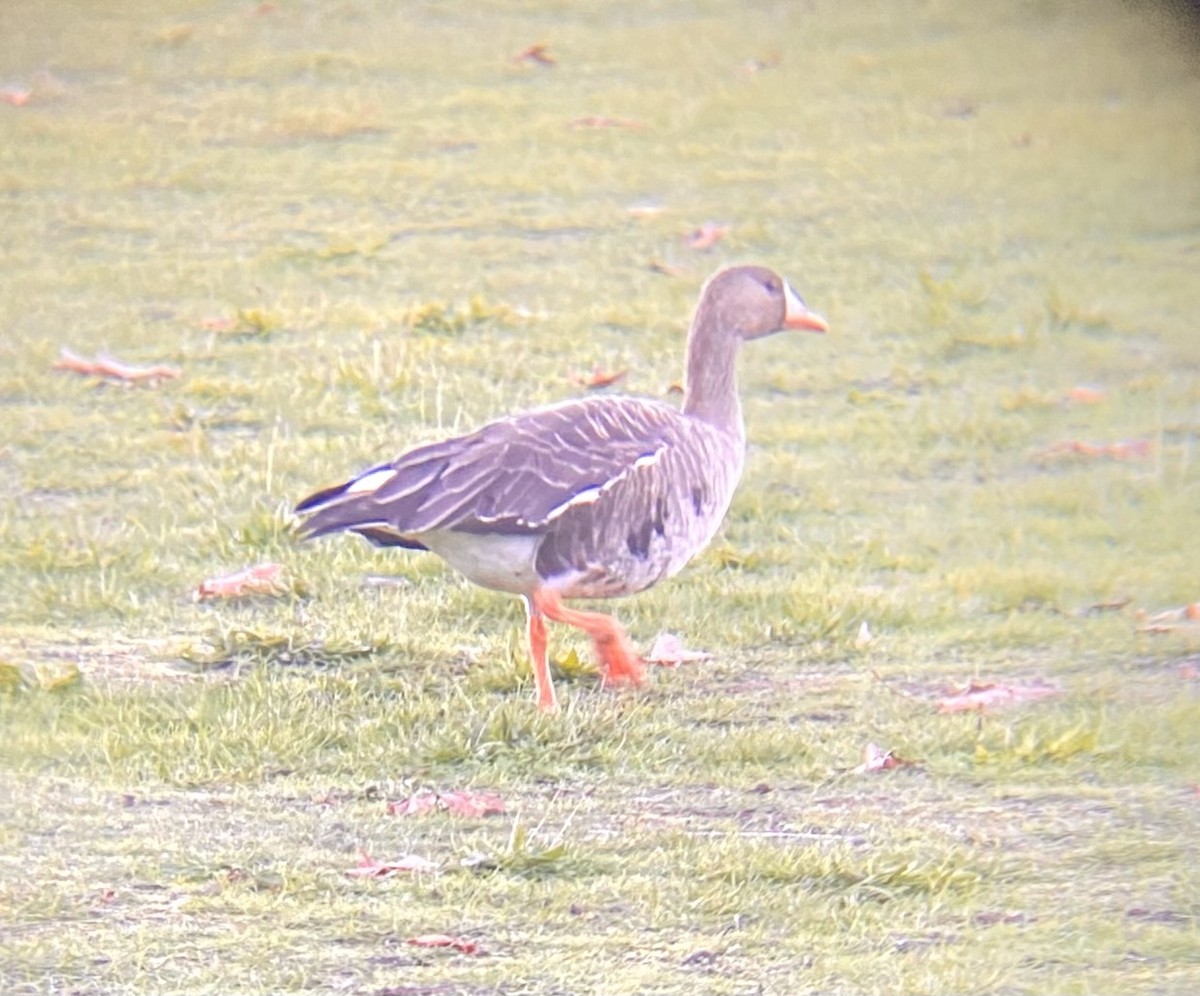 Greater White-fronted Goose - ML610581377