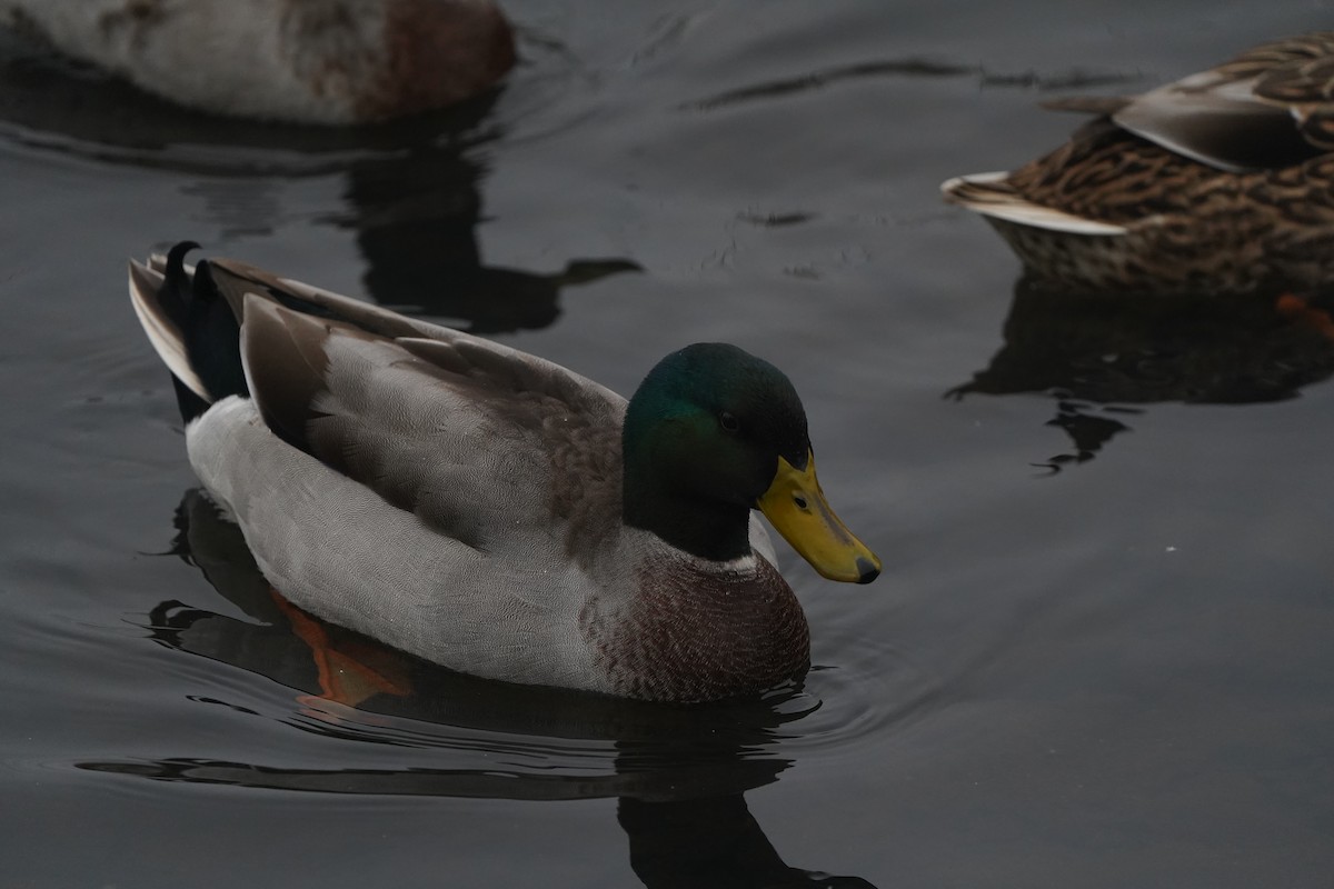 Mallard - ML610581385