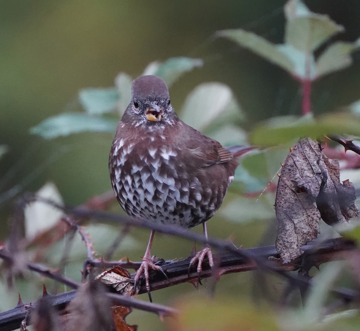 Fox Sparrow - ML610581412