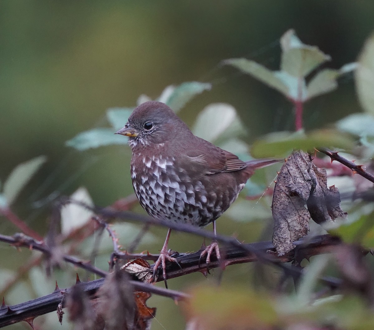 Fox Sparrow - ML610581414