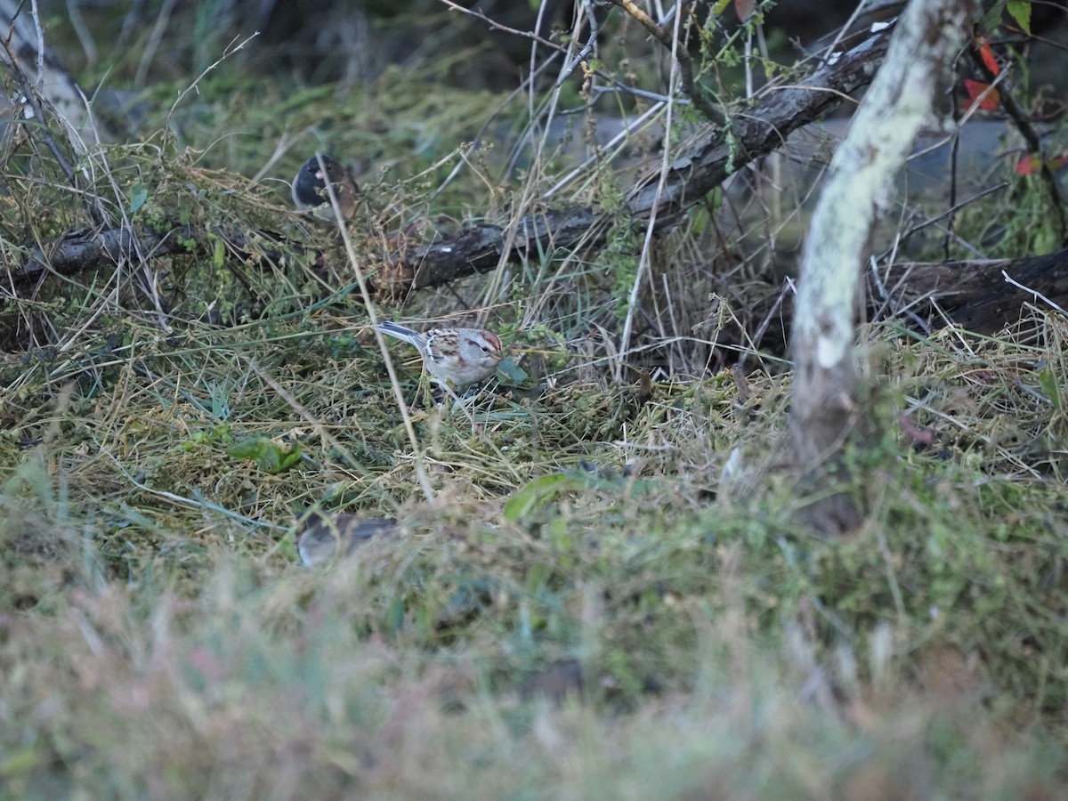 American Tree Sparrow - Bryan Vroom