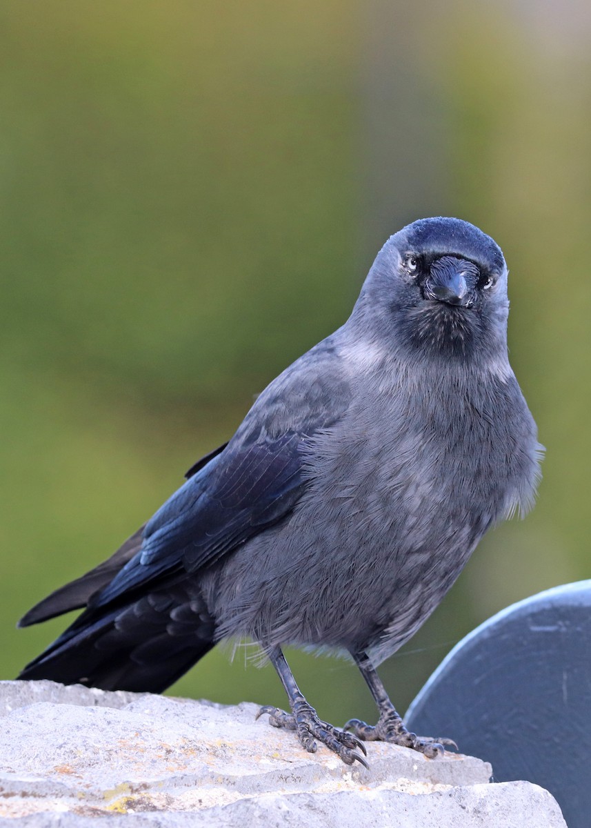 Eurasian Jackdaw - Noreen Baker