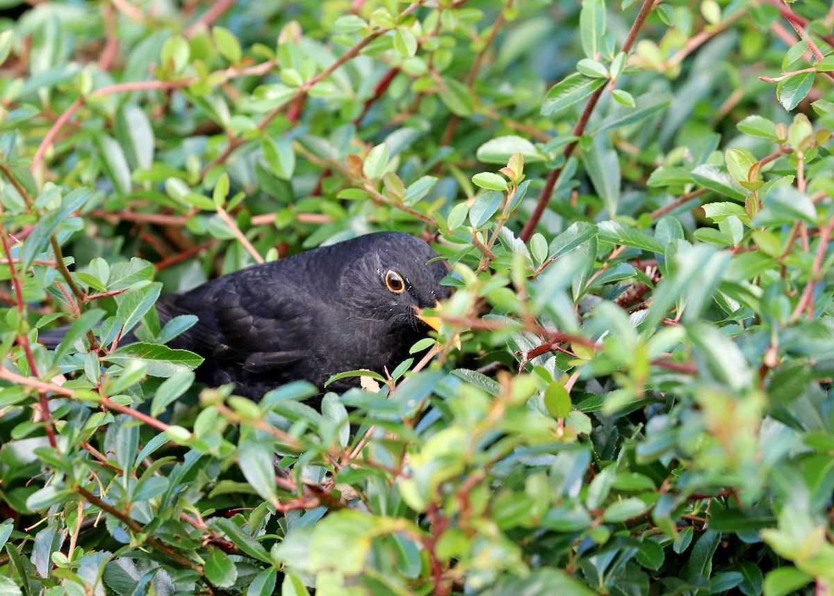 Eurasian Blackbird - Noreen Baker