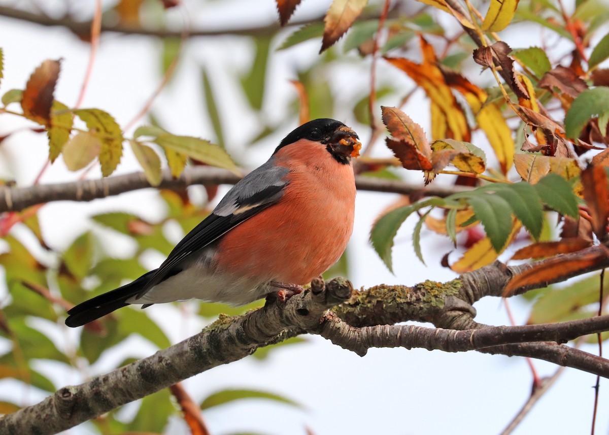 Eurasian Bullfinch - Noreen Baker