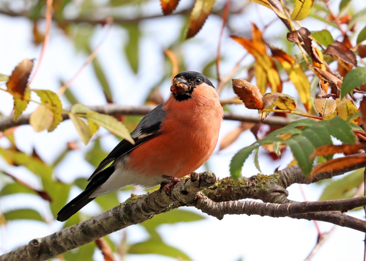 Eurasian Bullfinch - Noreen Baker