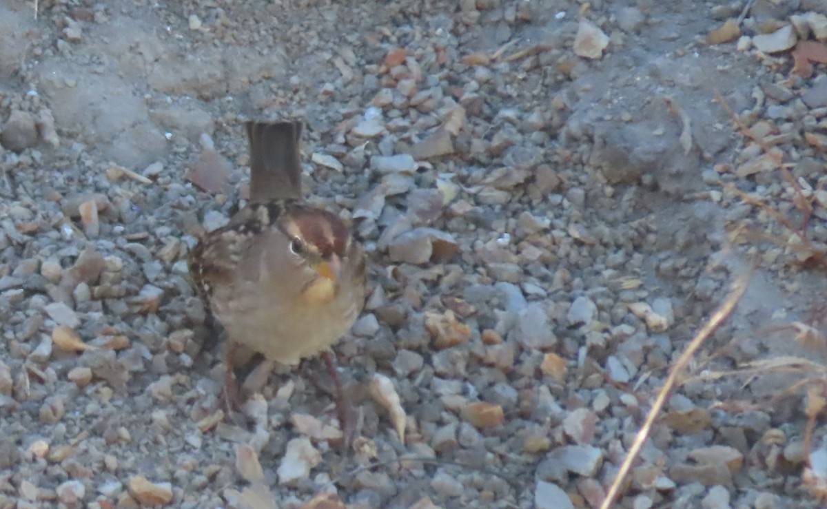 White-crowned Sparrow - ML610581468