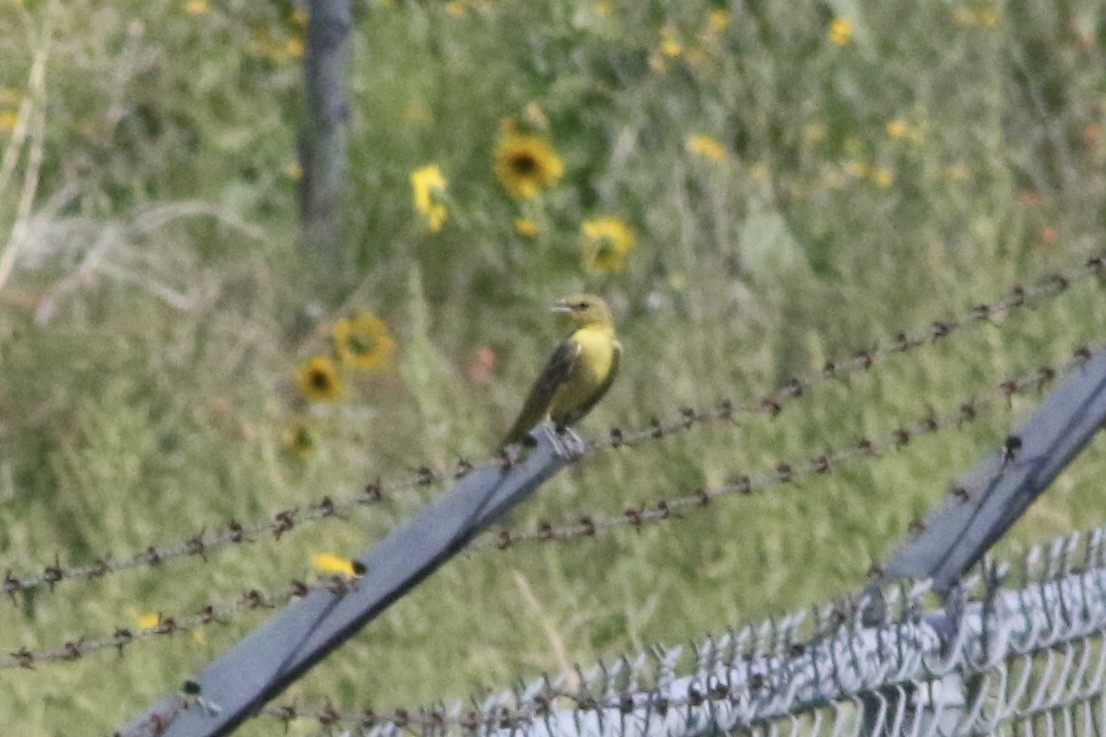 Orchard Oriole - Jake Thompson