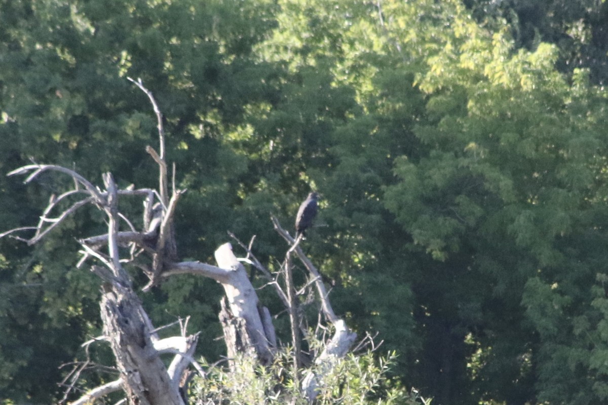 Common Black Hawk (Common) - ML610581704