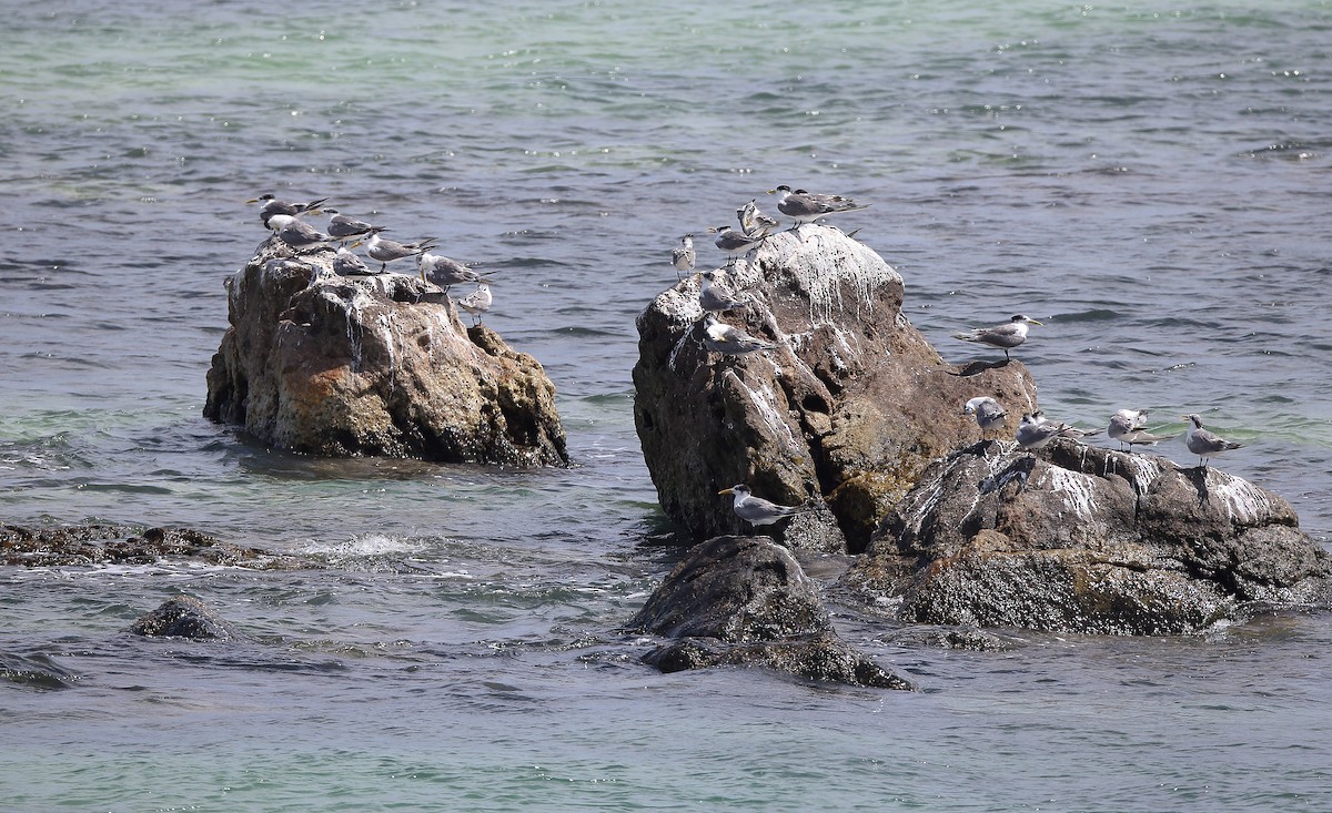 Great Crested Tern - ML610581722