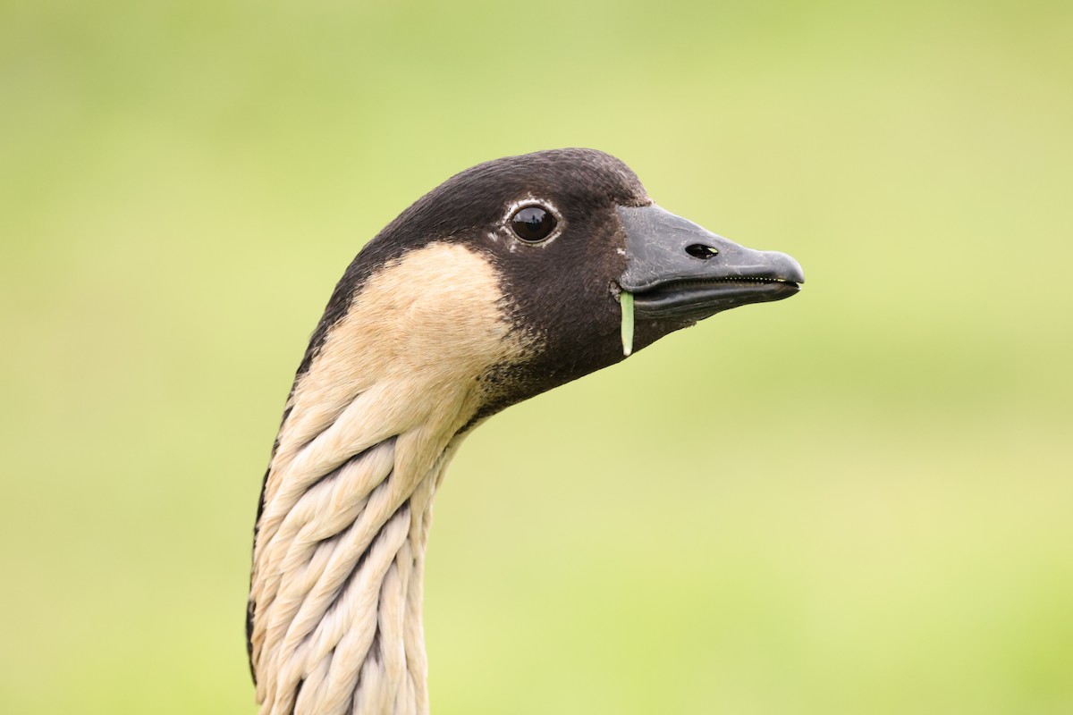 eBird Checklist - 24 Oct 2023 - Hakalau Forest NWR--Pua Akala Tract ...