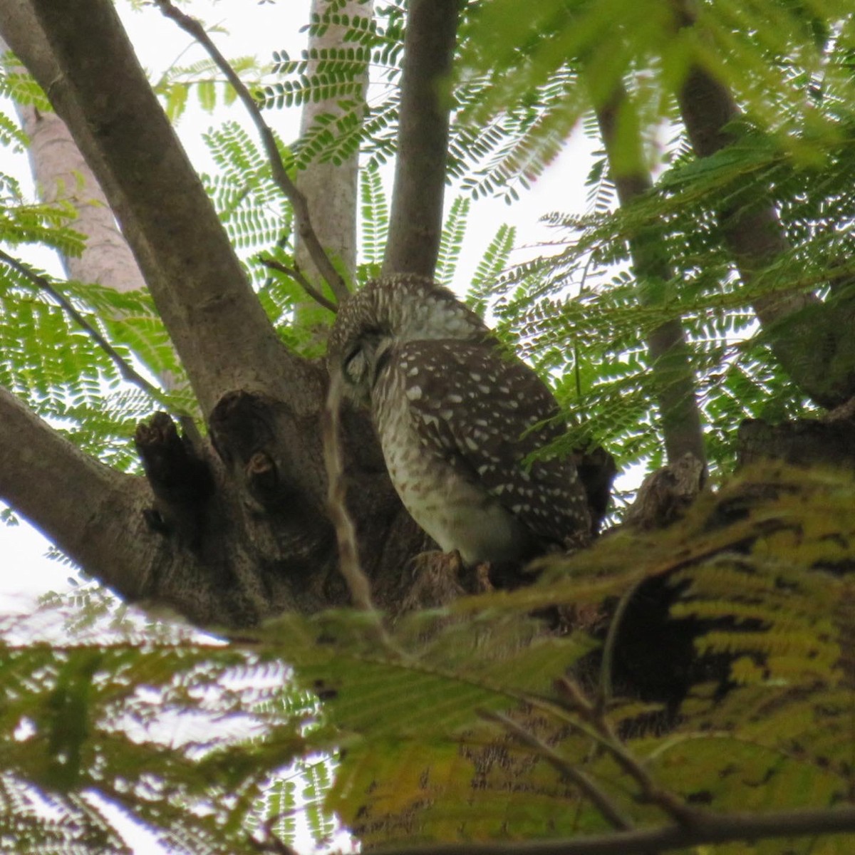 Spotted Owlet - ML610581880