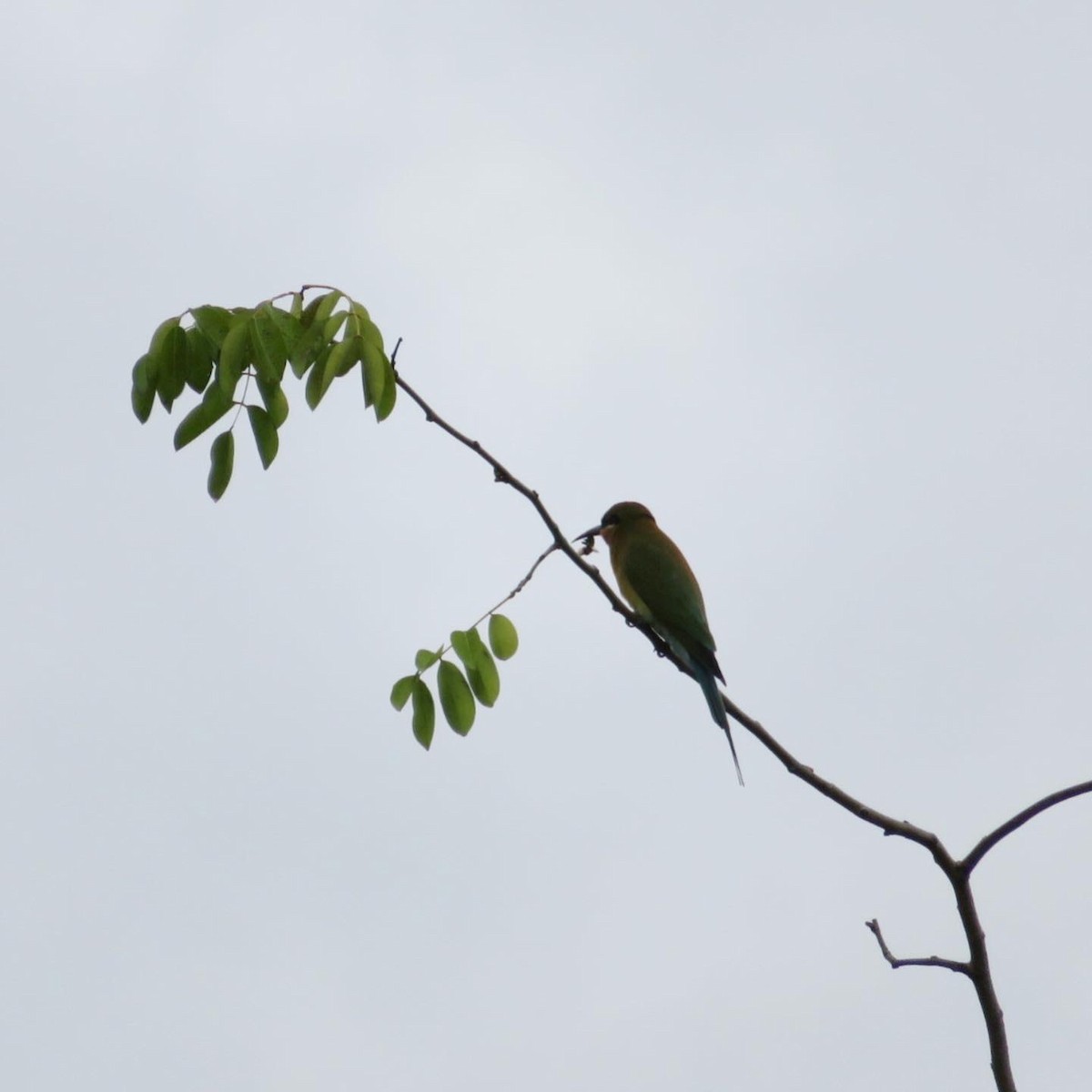 Blue-tailed Bee-eater - ML610581881