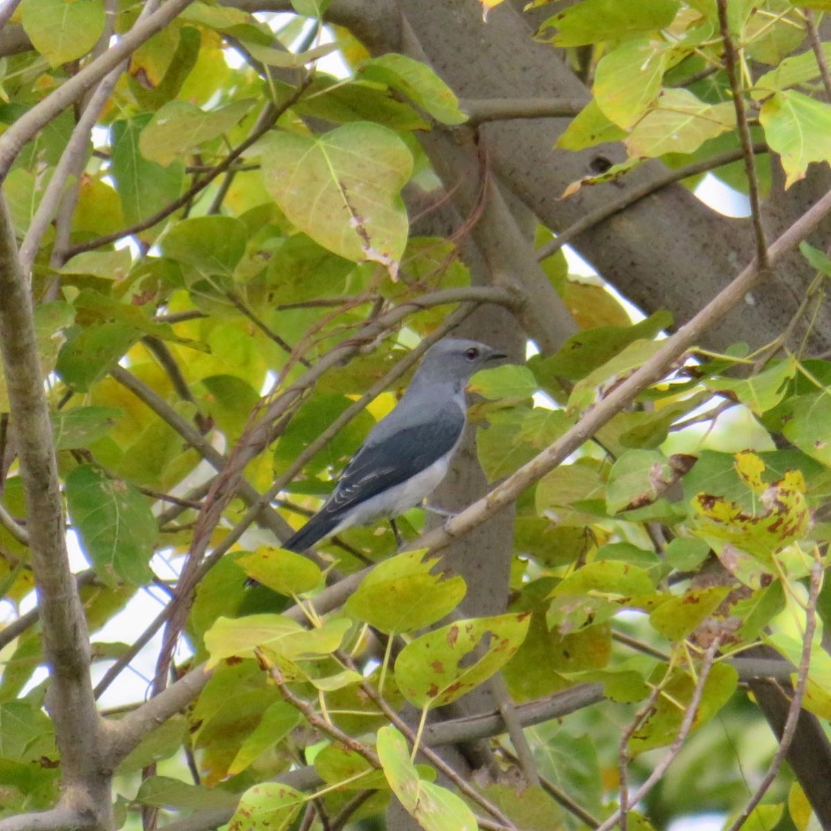 Black-winged Cuckooshrike - ML610581891