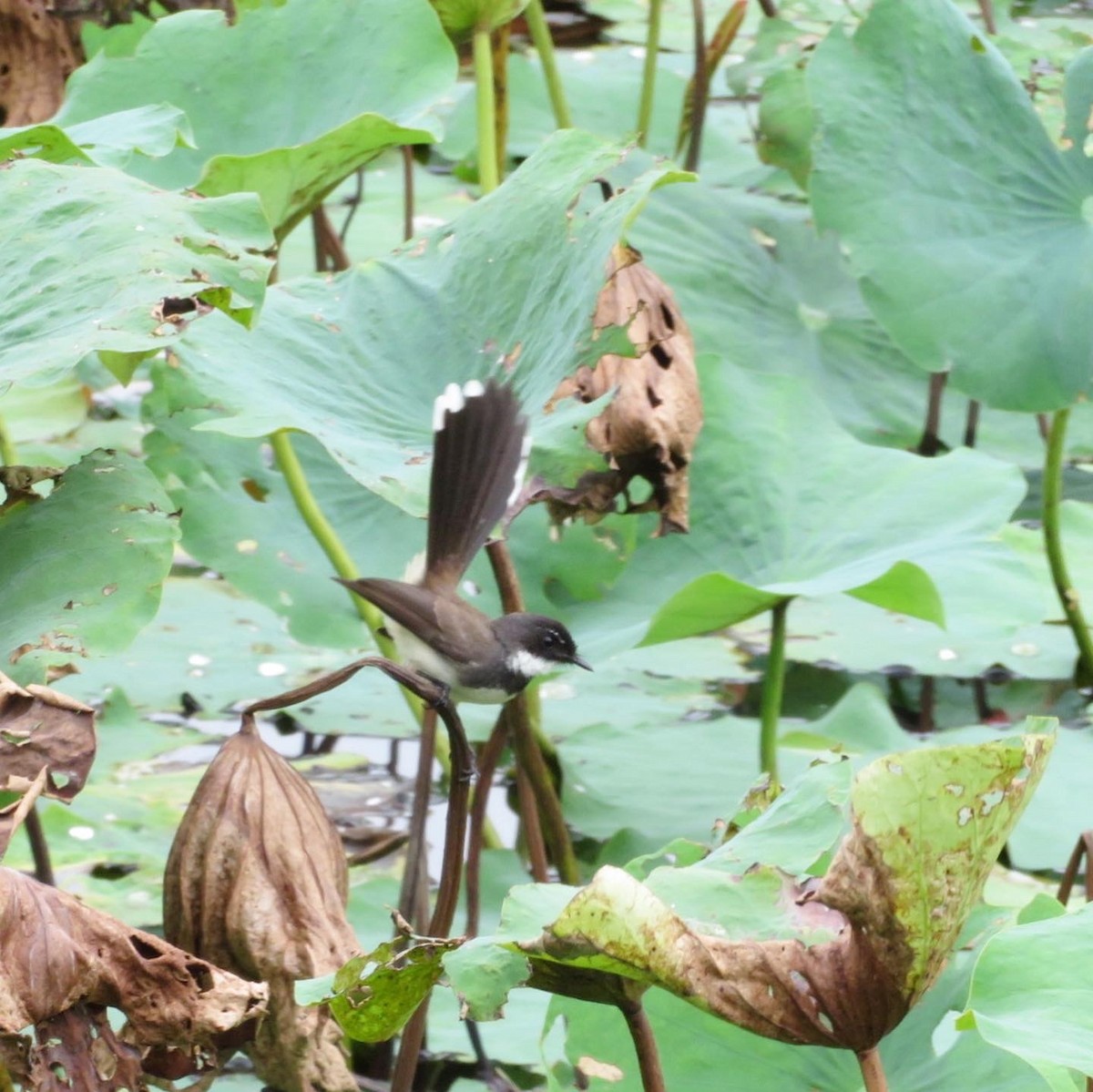 Malaysian Pied-Fantail - ML610581894