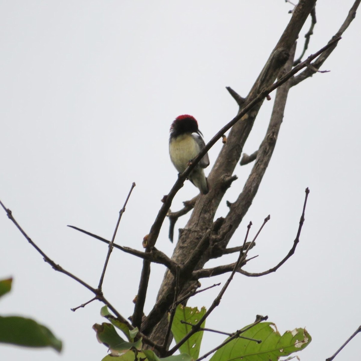 Scarlet-backed Flowerpecker - ML610581940