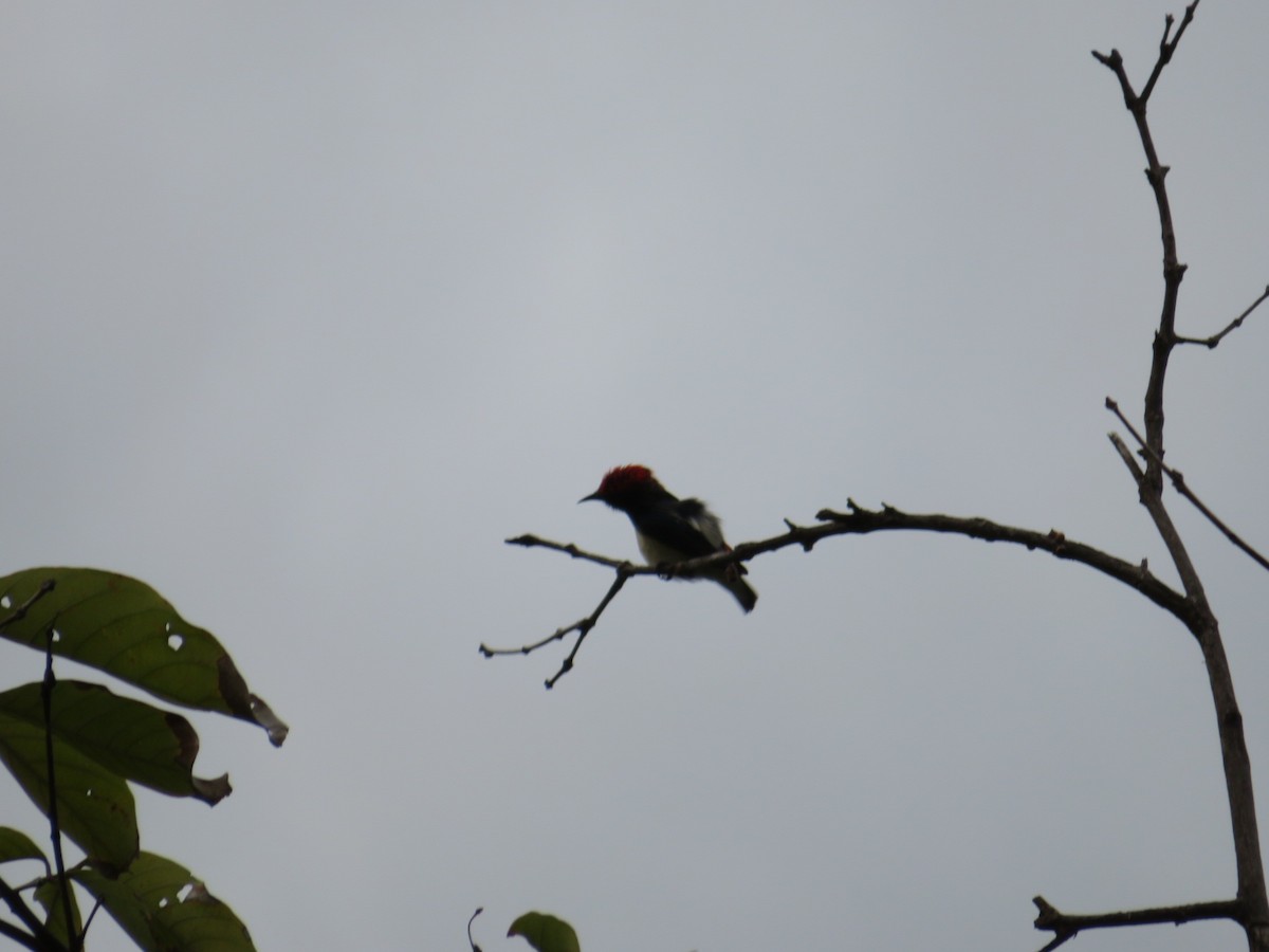 Scarlet-backed Flowerpecker - ML610581945