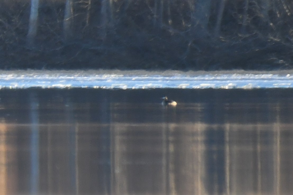 Red-necked Grebe - ML610582017