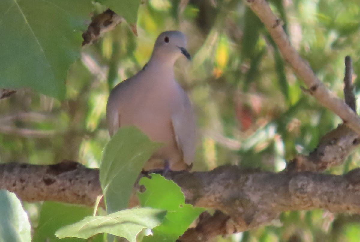 Mourning Dove - ML610582026