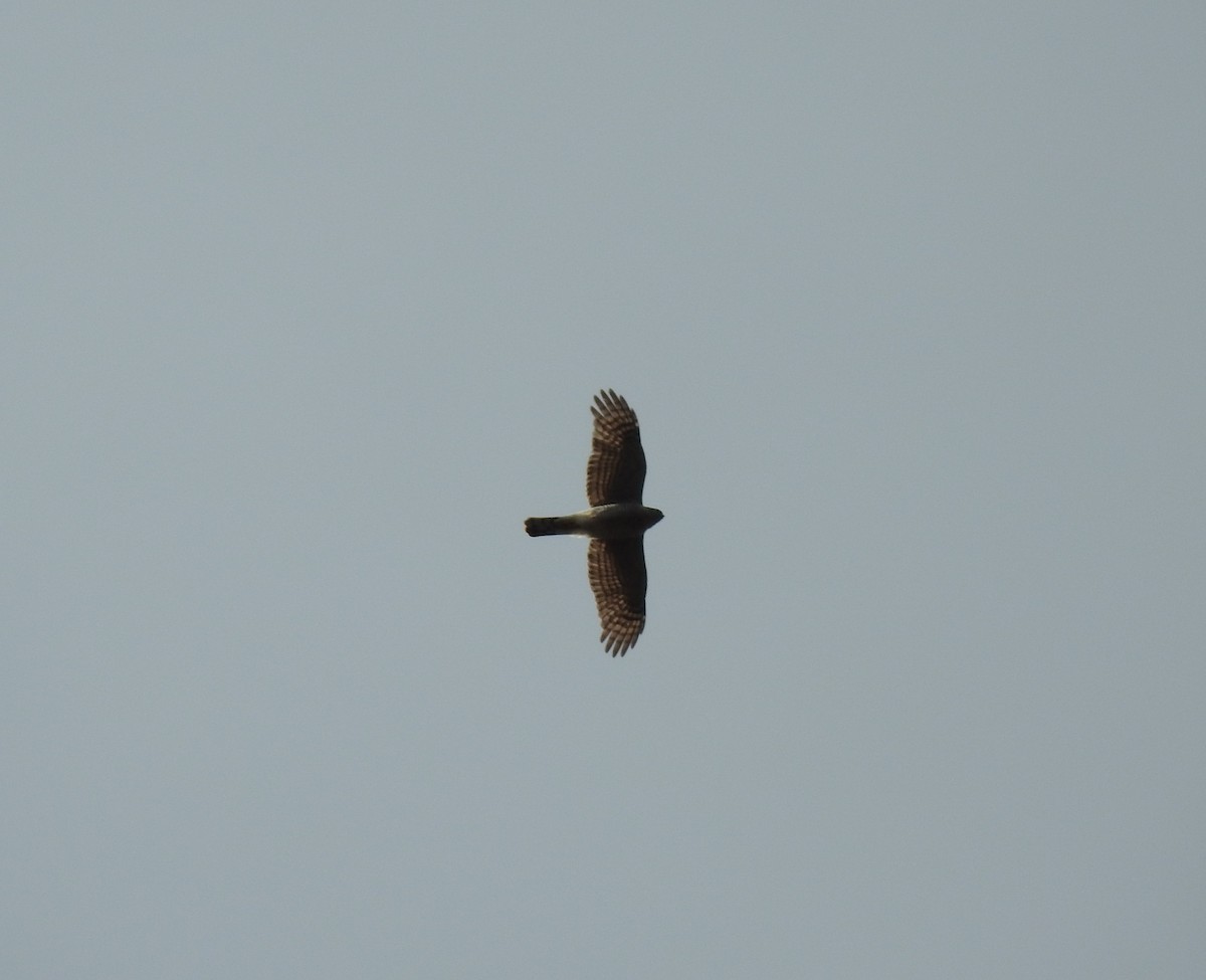 Eurasian Sparrowhawk - ML610582043