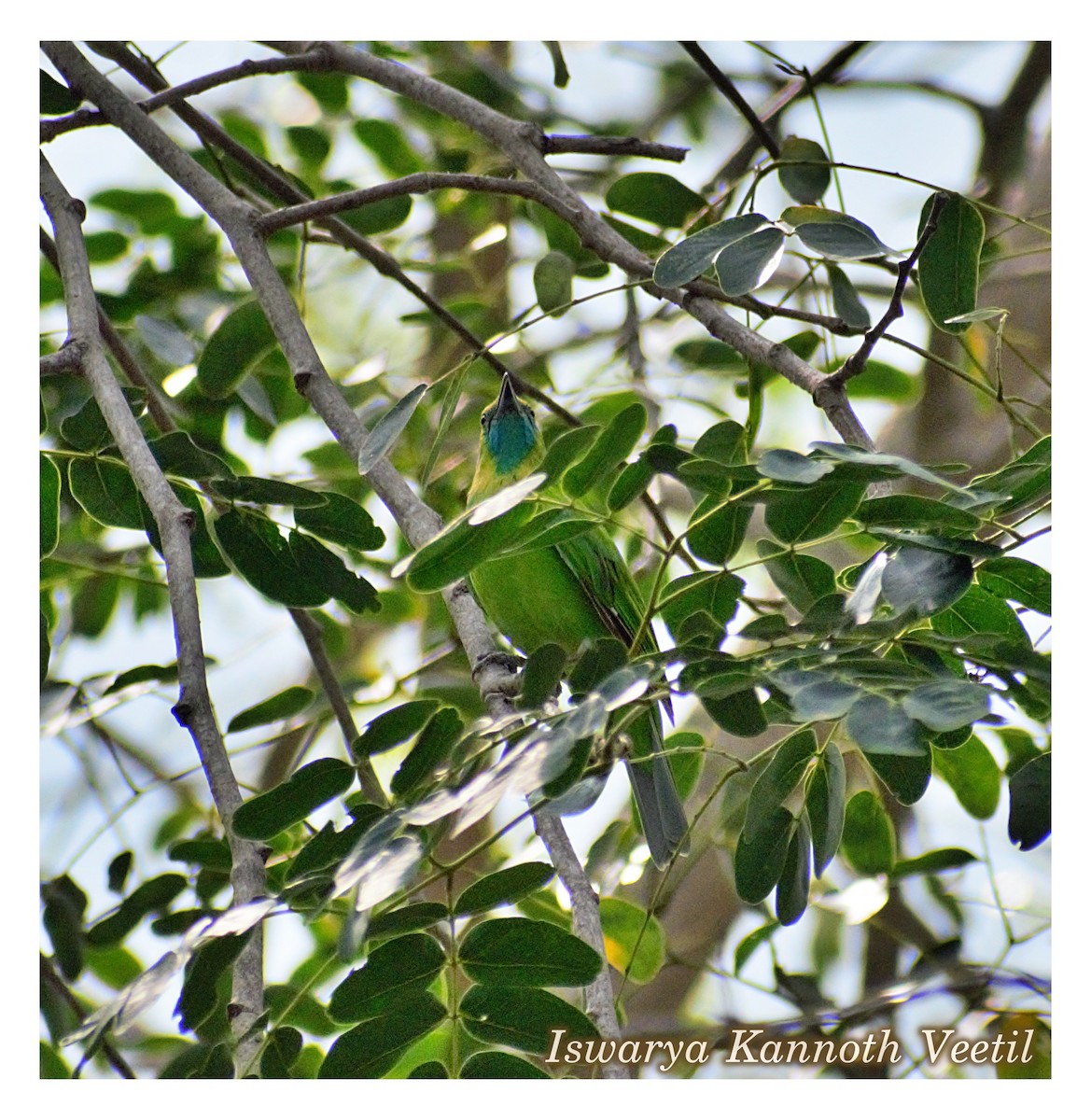 Jerdon's Leafbird - Iswarya Kannoth Veetil