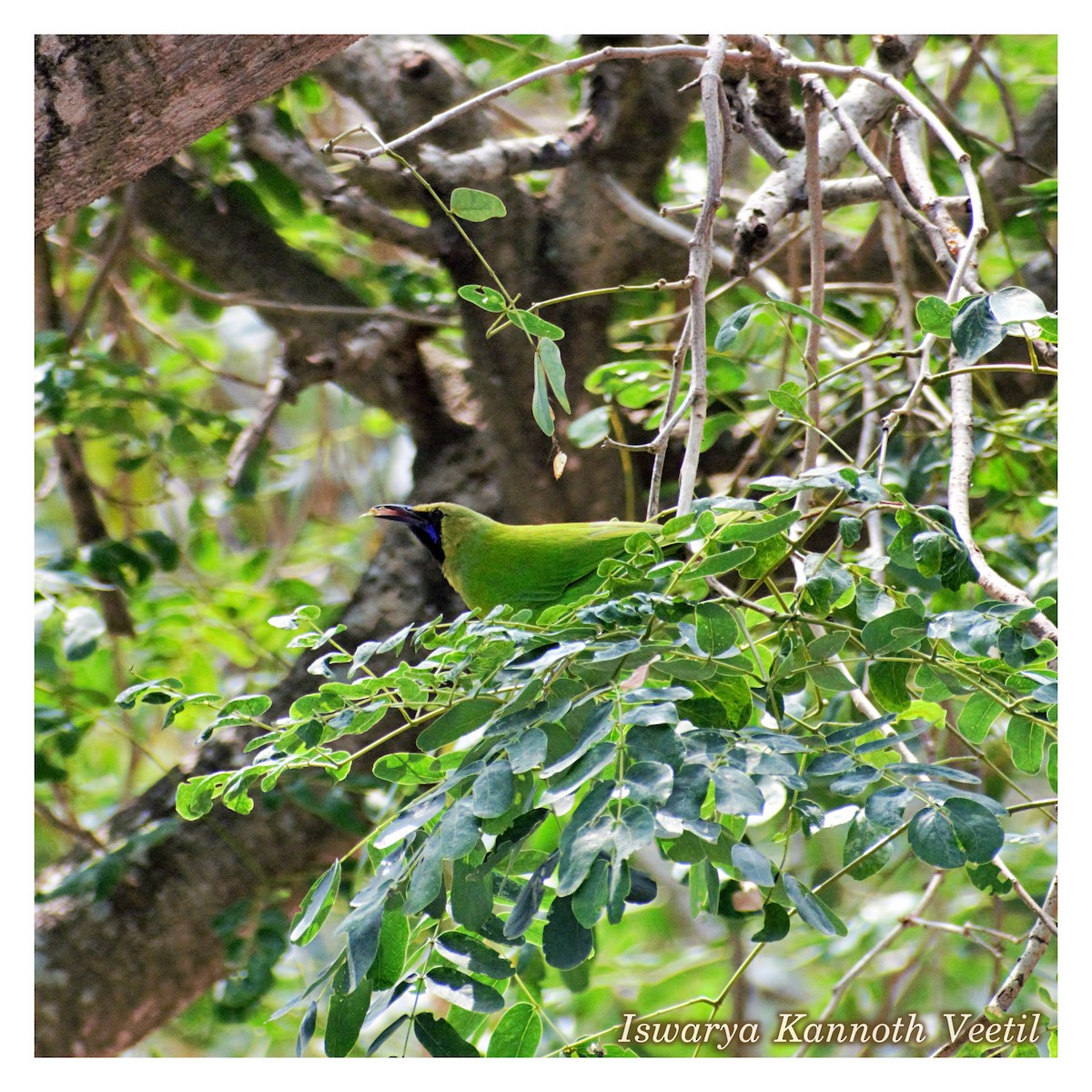 Jerdon's Leafbird - Iswarya Kannoth Veetil