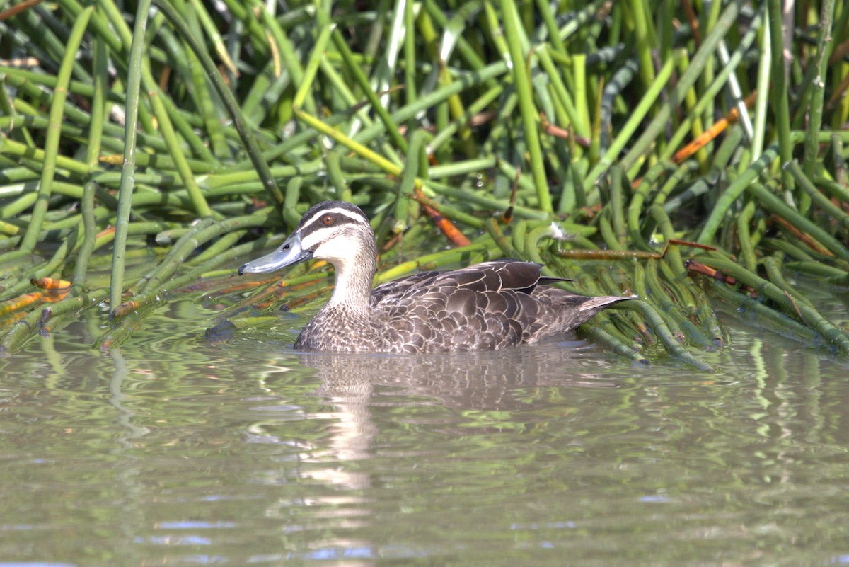 Pacific Black Duck - ML610582133