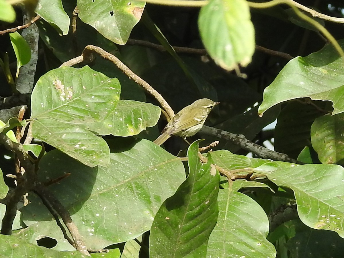 Two-barred Warbler - ML610582149