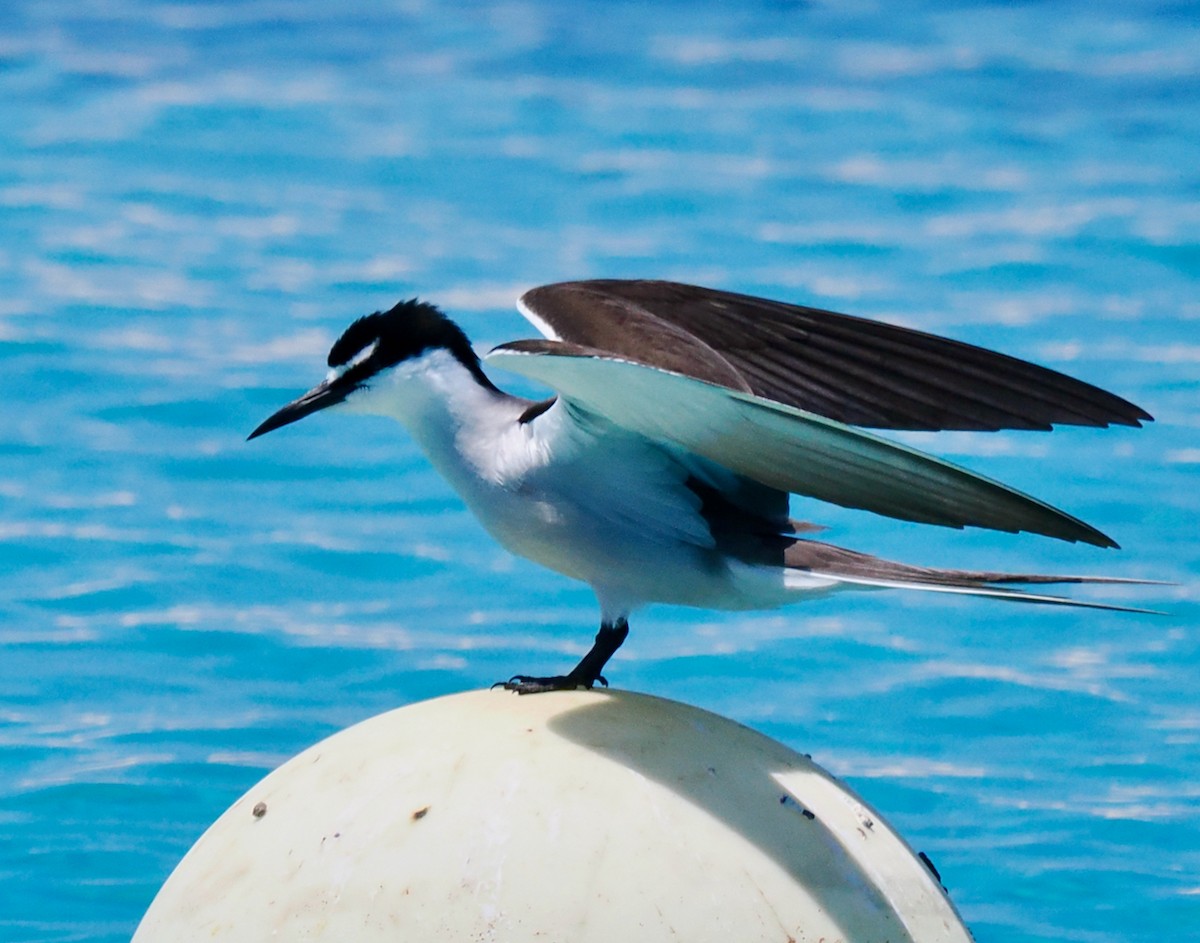 Bridled Tern - ML610582182