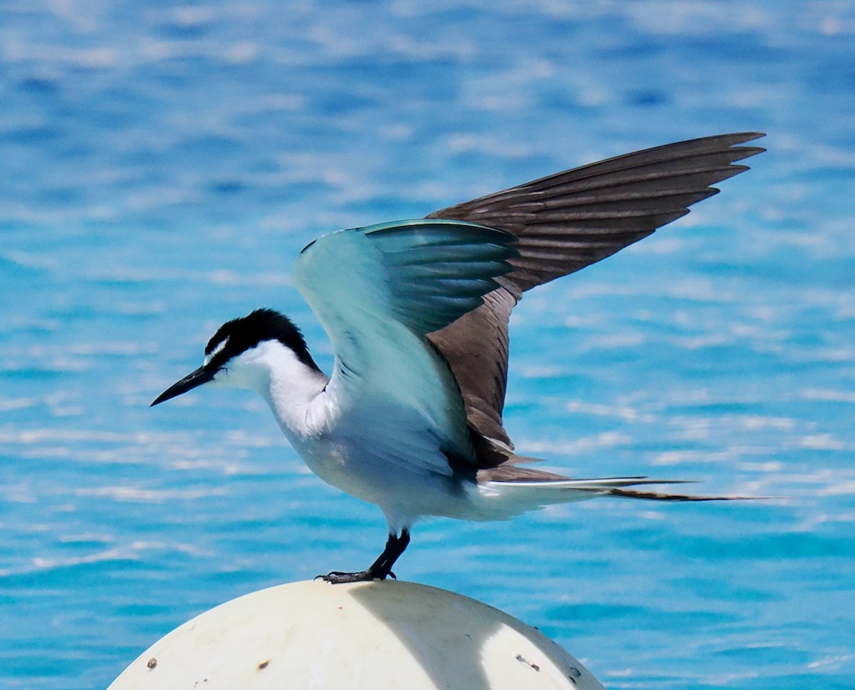 Bridled Tern - Ken Glasson