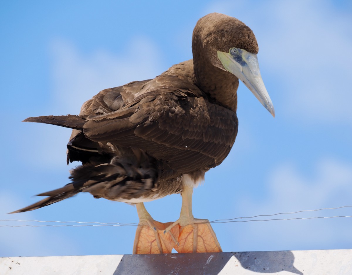 Red-footed Booby - ML610582207