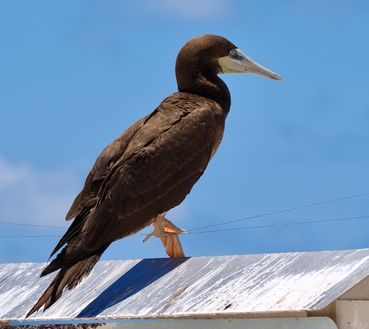 Red-footed Booby - ML610582208
