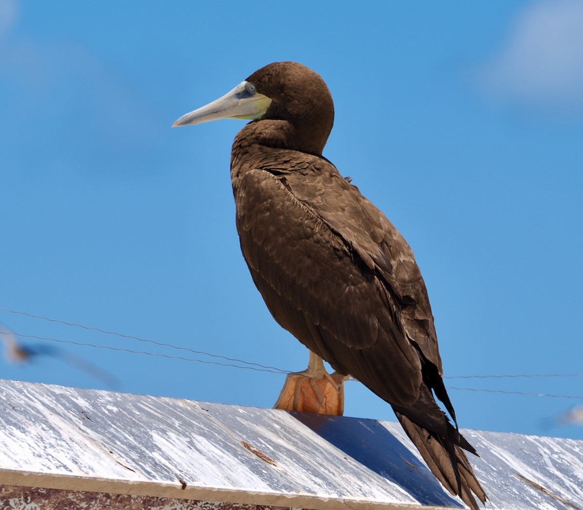 Red-footed Booby - ML610582209