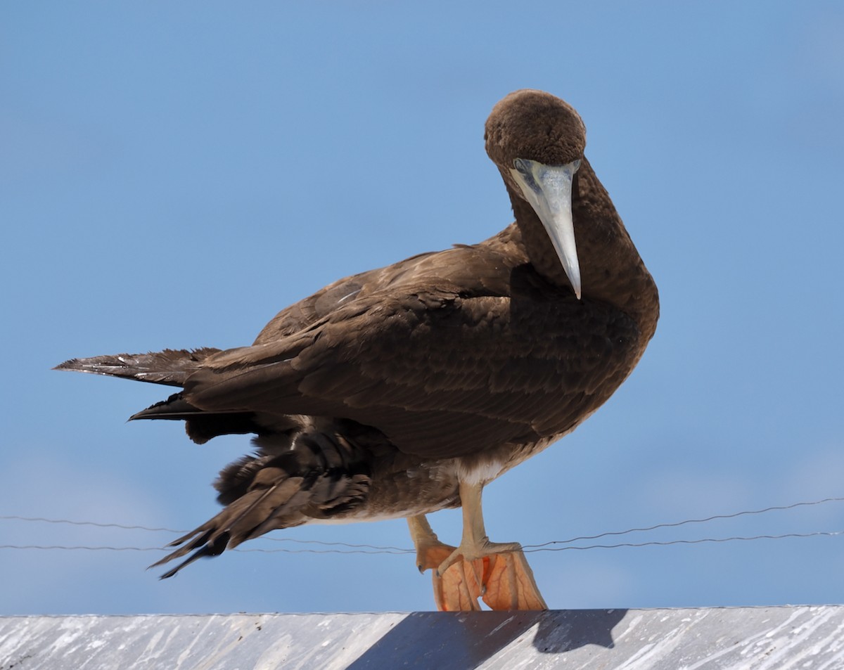 Fou à pieds rouges - ML610582210