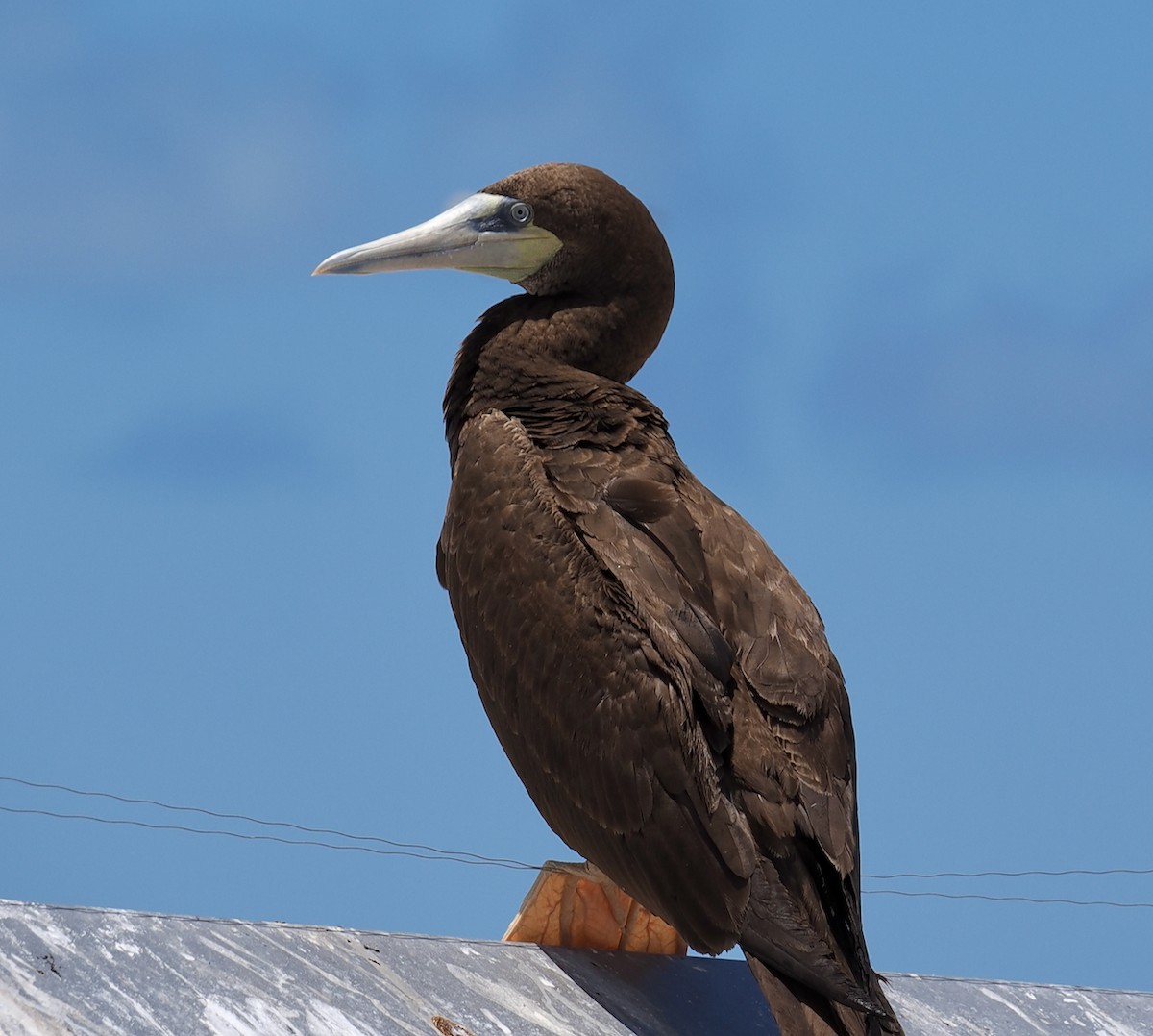 Red-footed Booby - ML610582211