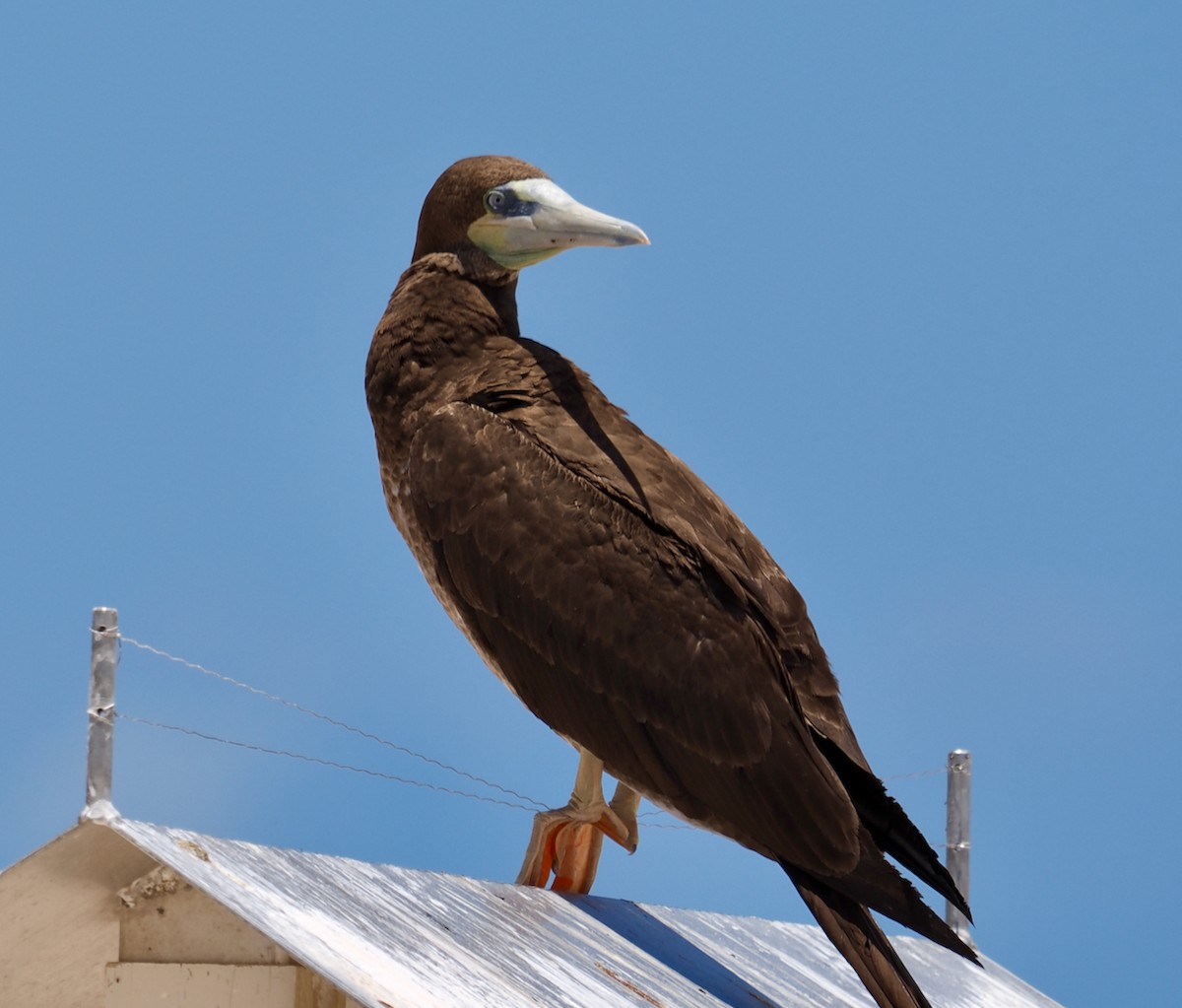 Fou à pieds rouges - ML610582213