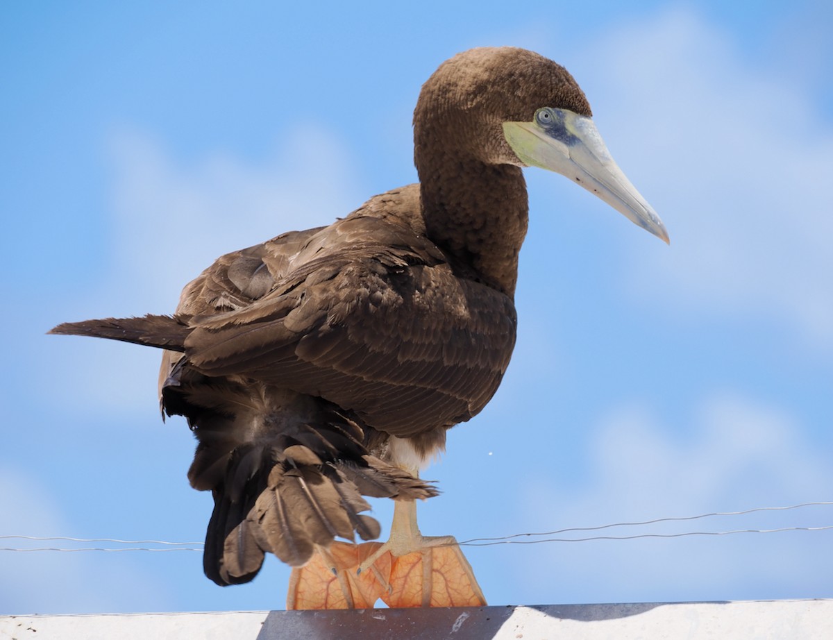 Red-footed Booby - ML610582214