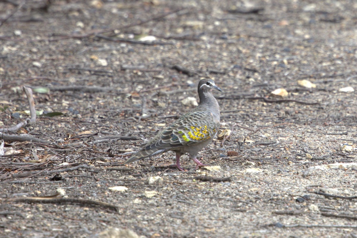 Common Bronzewing - ML610582216