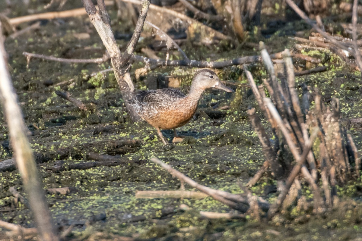 Mottled Duck - ML610582247