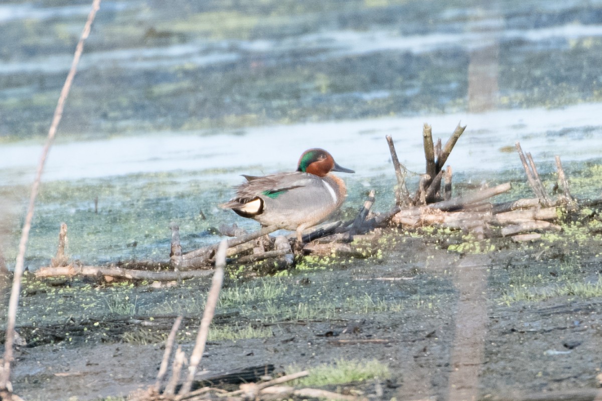 Green-winged Teal - ML610582279