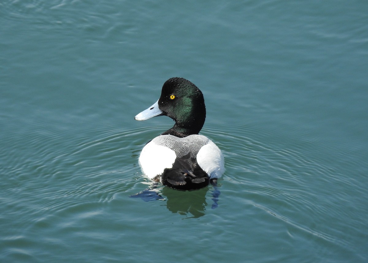 Greater Scaup - ML610582389