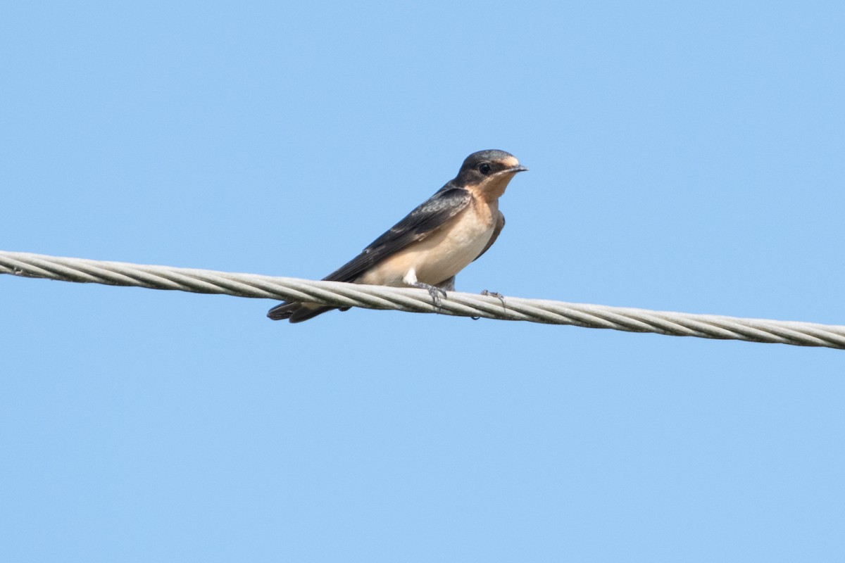 Barn Swallow - ML610582407