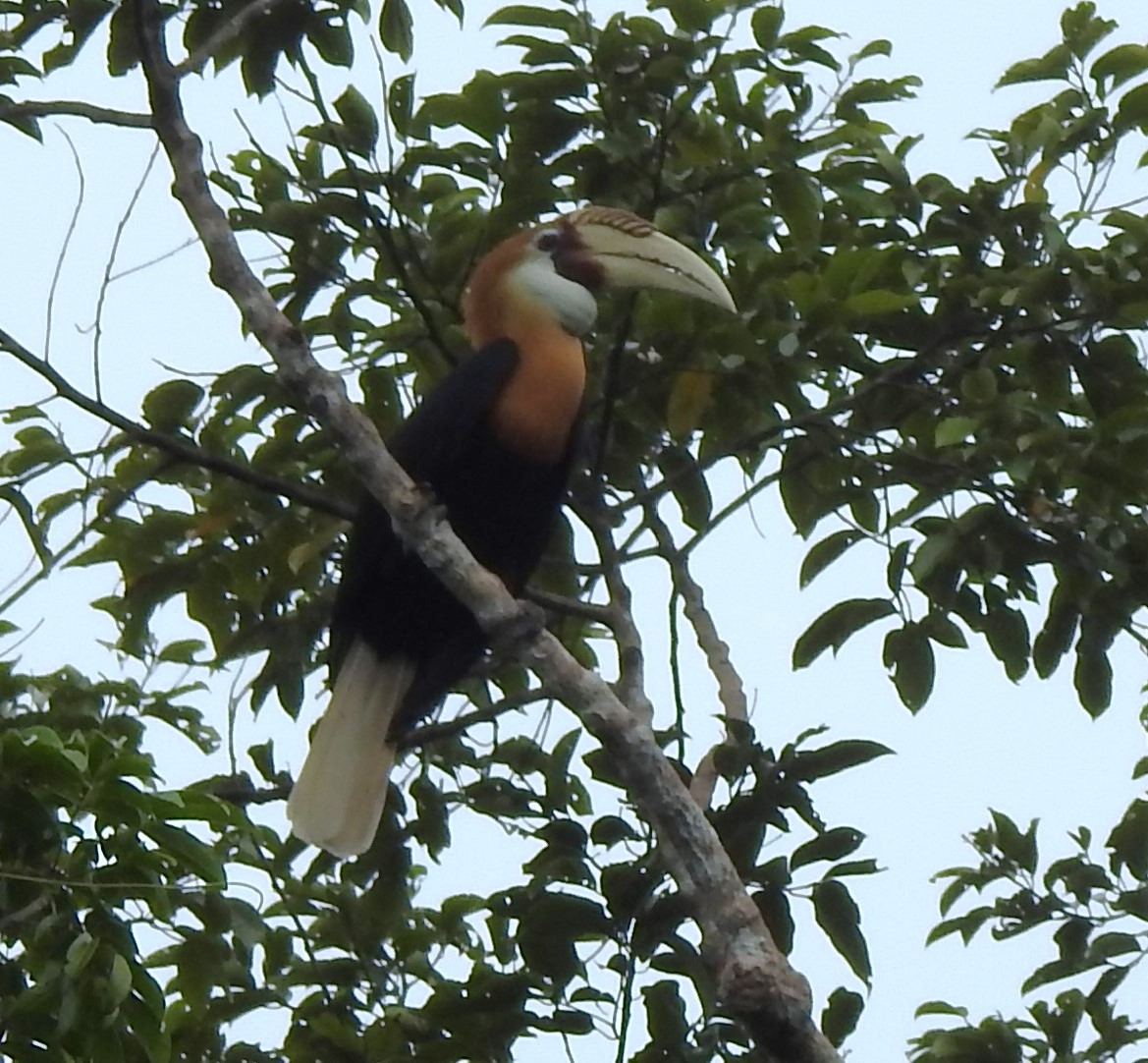 Blyth's Hornbill - ML610582423