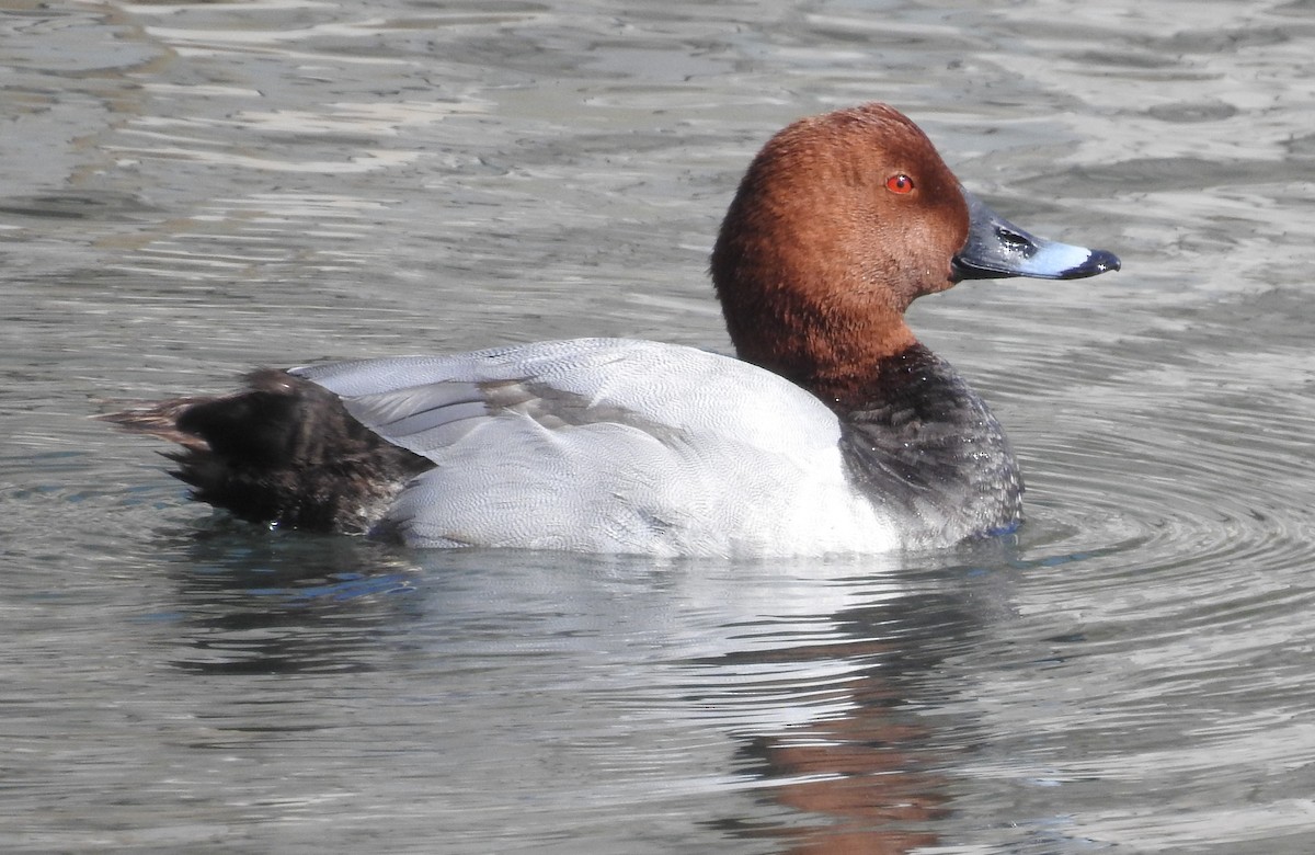 Common Pochard - ML610582441