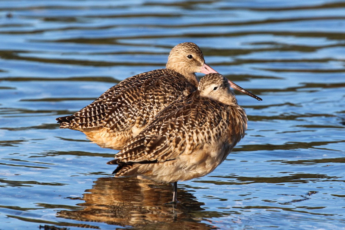 Marbled Godwit - ML610582452