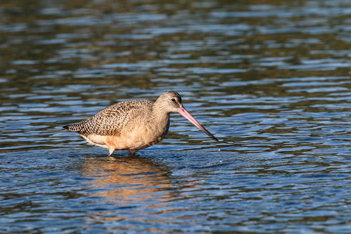 Marbled Godwit - ML610582462