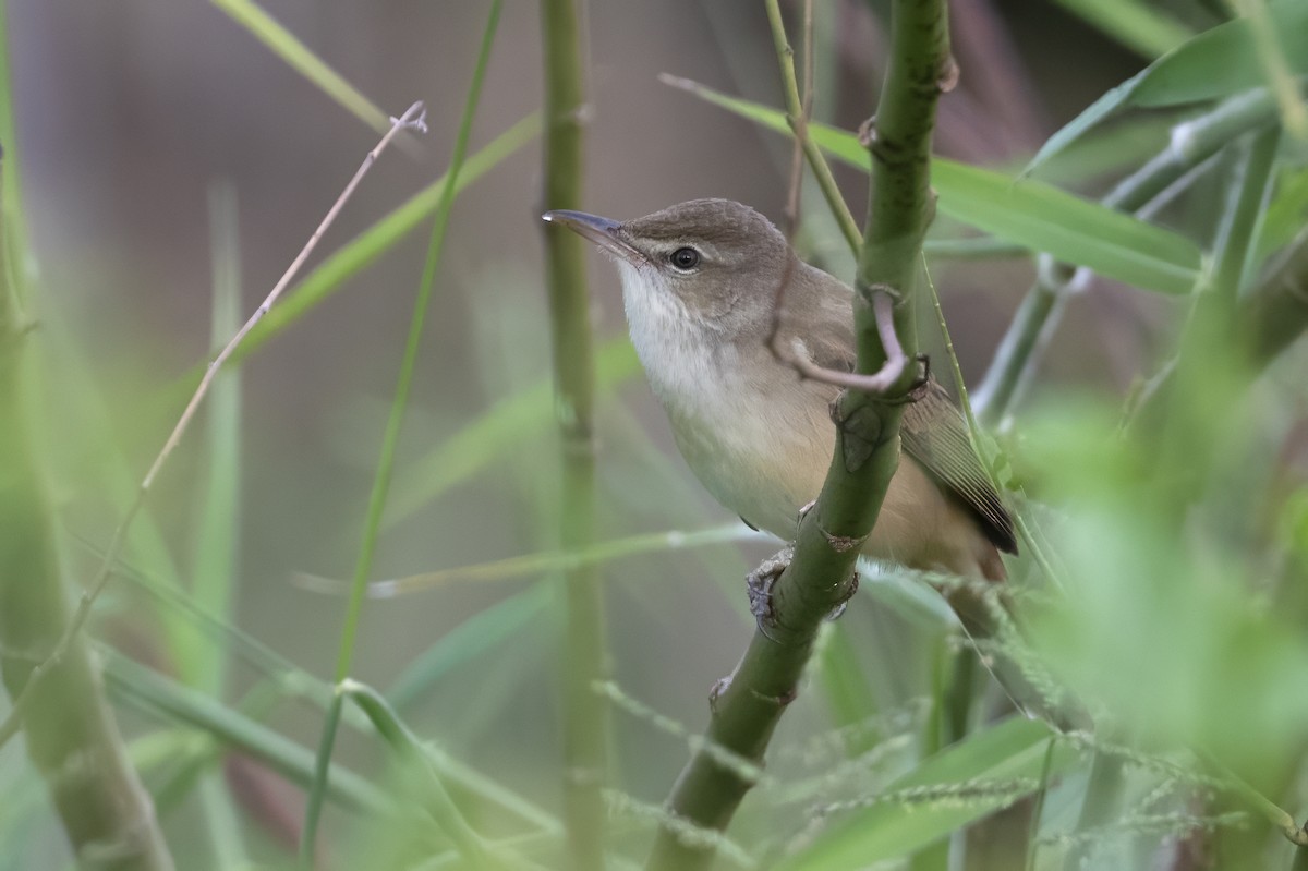 Oriental Reed Warbler - ML610582594