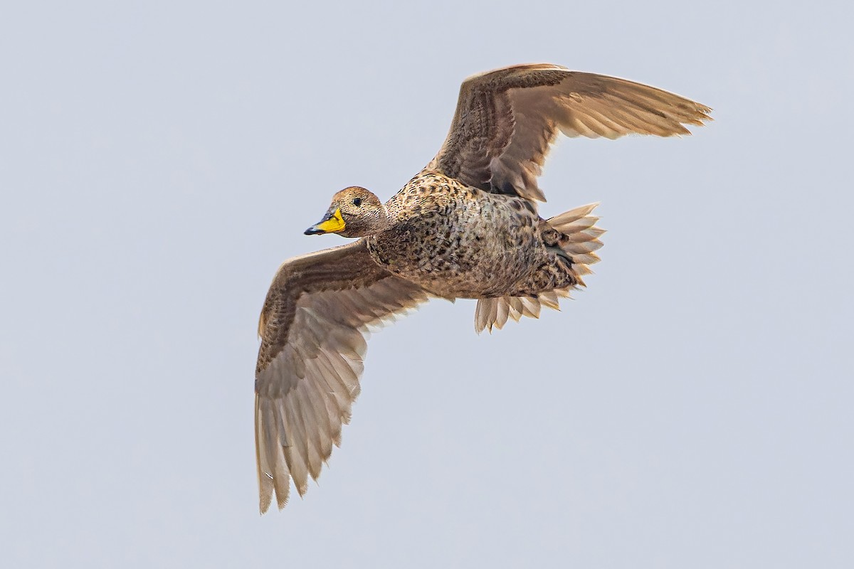 Yellow-billed Pintail - ML610582704